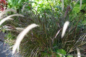 Guadeloupe Août 2015-02730   